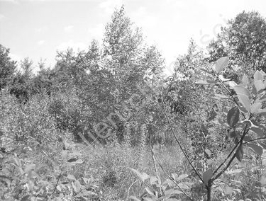 Zdjęcie 14517561
