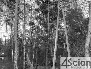 Zdjęcie 14535060