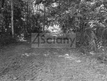 Zdjęcie 14550581