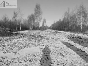 Zdjęcie 14620212