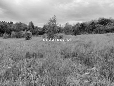 Zdjęcie 14621164