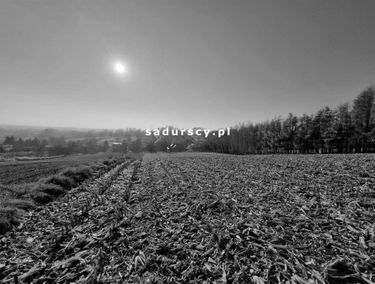 Zdjęcie 14651269