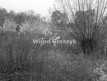 Zdjęcie 14715932