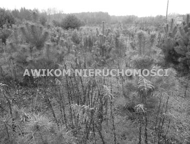 Zdjęcie 14723090