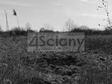 Zdjęcie 14724512