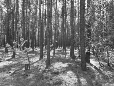 Zdjęcie 14773983