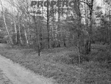 Zdjęcie 14806191