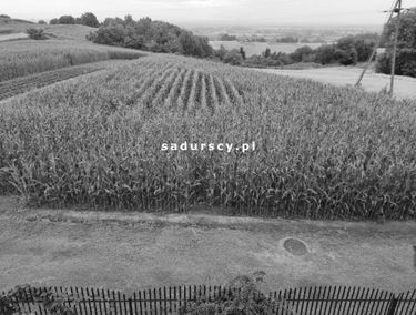 Zdjęcie 14814582