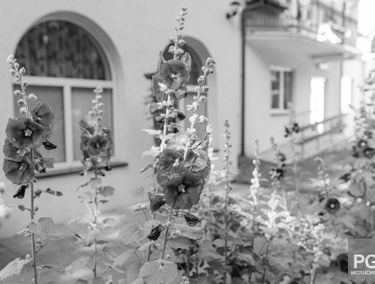 Zdjęcie 14868352
