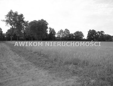 Zdjęcie 14873032