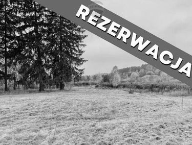 Zdjęcie 14905015