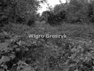 Zdjęcie 14906640