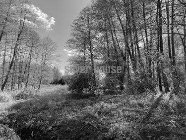 Zdjęcie 14909139