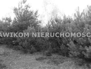 Zdjęcie 14940856