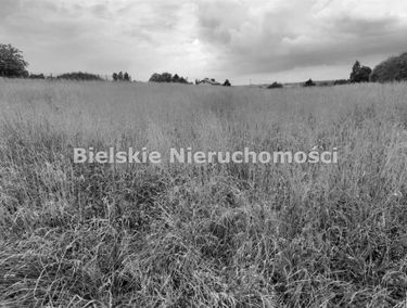 Zdjęcie 14962485