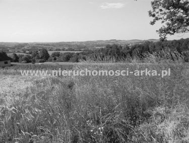 Zdjęcie 14975458