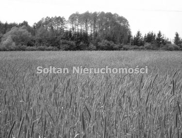 Zdjęcie 14978068