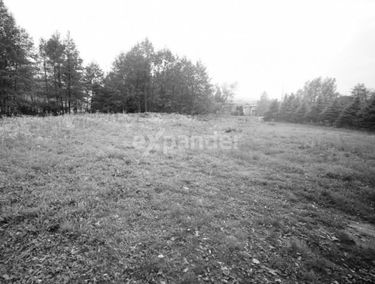 Zdjęcie 15005493