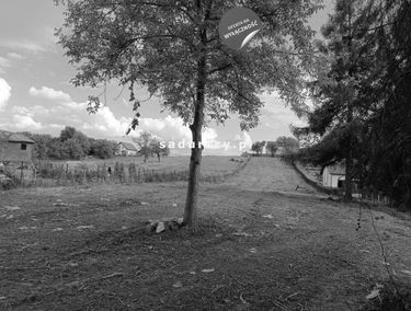 Zdjęcie 15019008