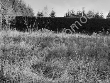 Zdjęcie 15019602