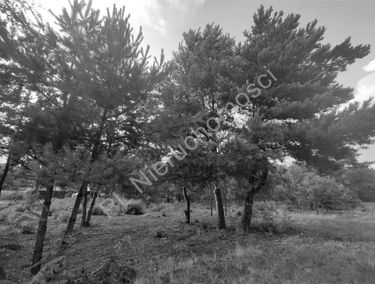 Zdjęcie 15039254