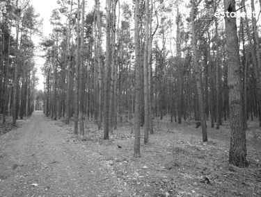 Zdjęcie 15049161
