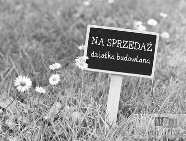 Zdjęcie 15089992