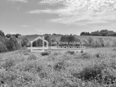 Zdjęcie 15097167