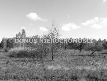 Zdjęcie 15125240