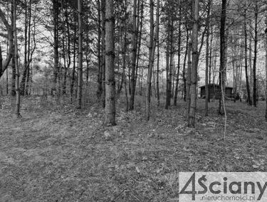 Zdjęcie 15161270