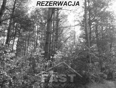 Zdjęcie 15164167