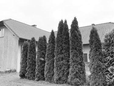 Zdjęcie 15167490