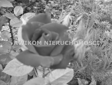 Zdjęcie 15168094