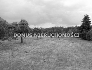 Zdjęcie 15169698