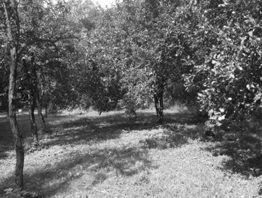 Zdjęcie 15183343