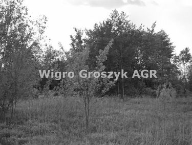 Zdjęcie 15184752