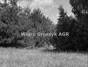 Zdjęcie 15187995