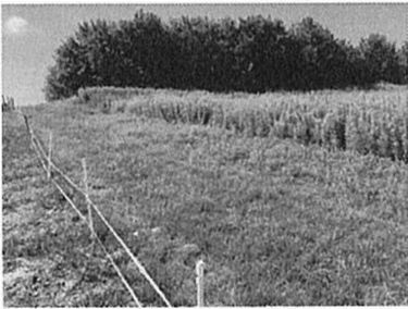 Zdjęcie 15192138