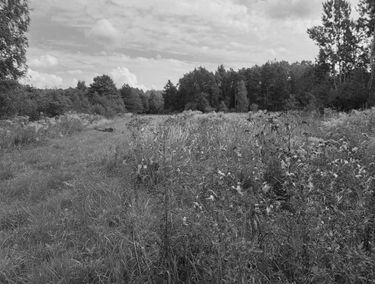 Zdjęcie 15196257
