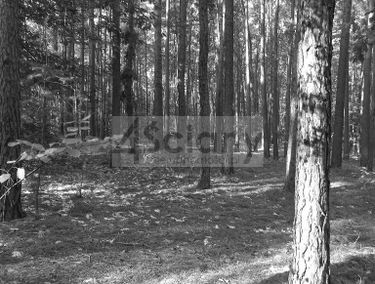 Zdjęcie 15210817