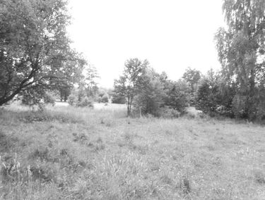 Zdjęcie 15239370