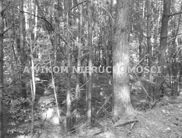 Zdjęcie 15263446