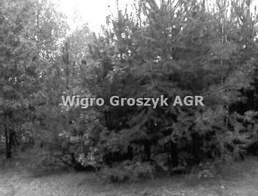 Zdjęcie 15278622
