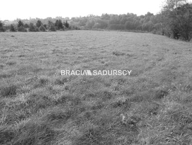 Zdjęcie 15281056