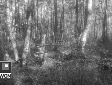 Zdjęcie 15282177