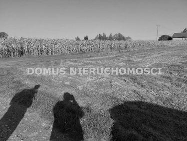 Zdjęcie 15292554