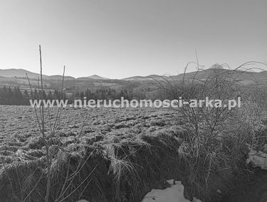 Zdjęcie 15311519
