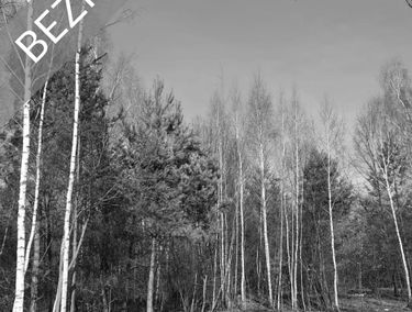 Zdjęcie 15325503