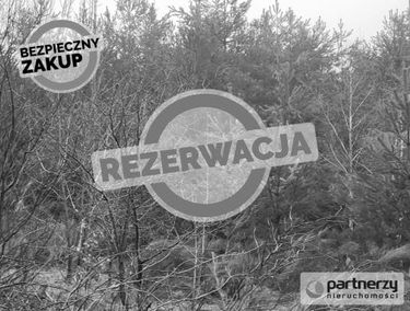 Zdjęcie 15335698