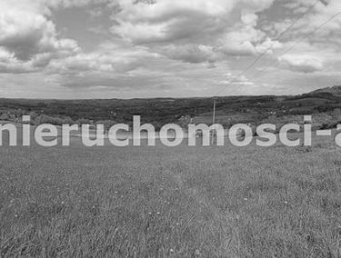 Zdjęcie 15376784